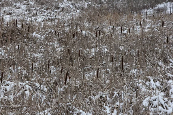 Still Its Winter State Snow Ground Early Spring Cattail Foliage — Stock Photo, Image