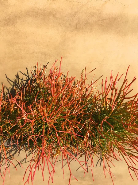Orangefarbener Kaktus gegen Terra-Cotta-Wand — Stockfoto
