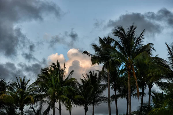 Coconut beach, Miami — Stockfoto