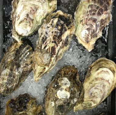 Kabuklu taze istiridye.