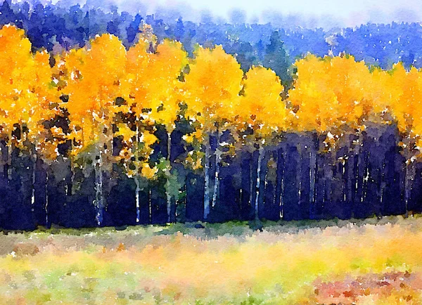 Aspen Grove en Colorado — Foto de Stock