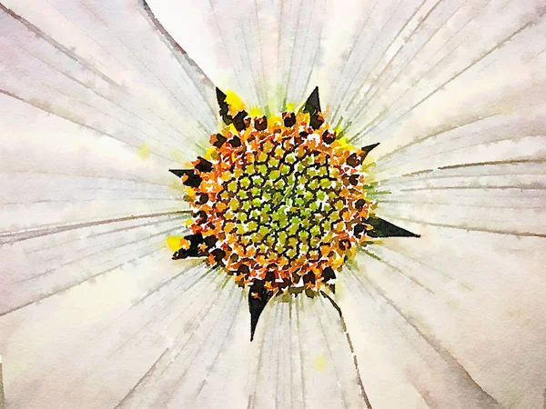 Cosmos in the field — Stock Photo, Image