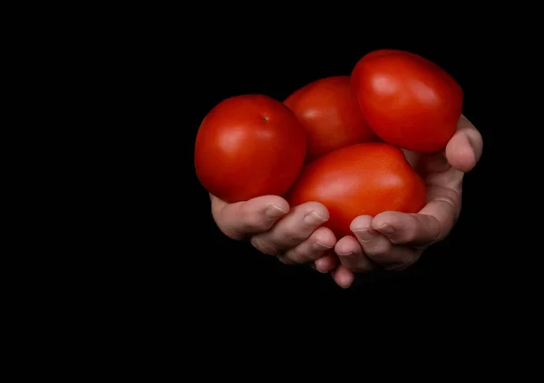 Taze taze organik domatesler. — Stok fotoğraf