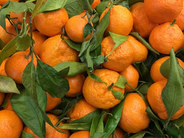 Freash harvested mandarine oranges