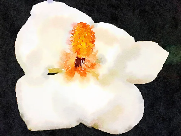 Eine perfekte weiße Magnolie — Stockfoto