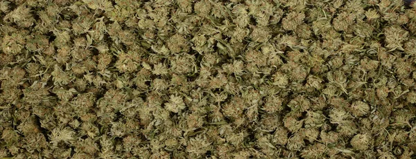 Panorama di pepite di marijuana — Foto Stock