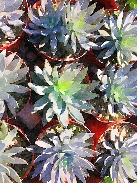 9 Small Cactus Plants in Watercolor — Stock Photo, Image