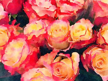 Kırmızı ve sarı güller