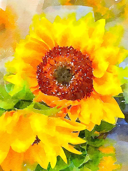 Belle peinture aquarelle de tournesol — Photo