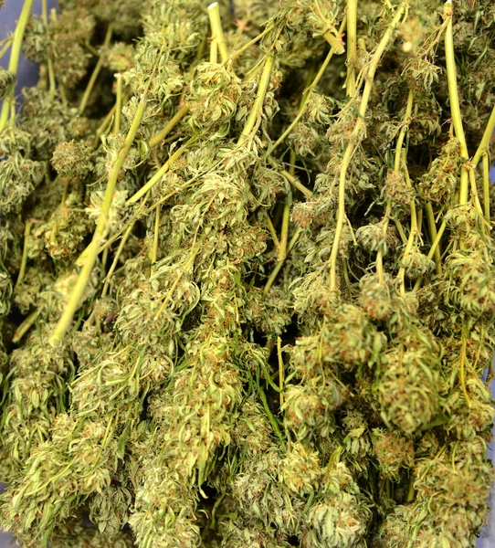 Uncleaned and Unmanicured fresh marijuana — Stock Photo, Image