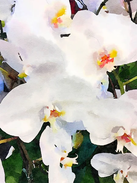 Ramo de orquídeas blancas — Foto de Stock