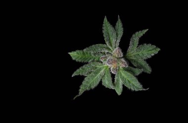 Siyah üzerine Güzel Bud