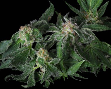 Kusursuz Ot Çiçeği