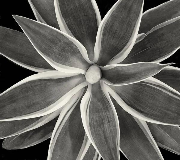美しいサボテンオンブラック — ストック写真