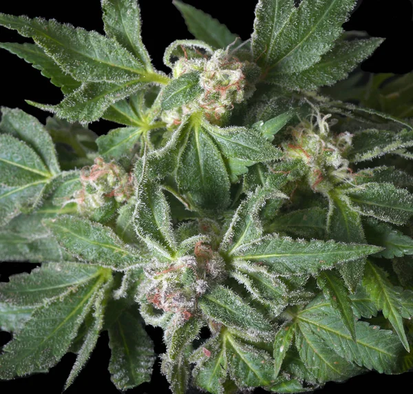 Velmi silná marihuanová rostlina — Stock fotografie