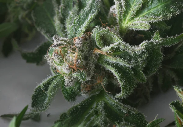 A SangatPotent Marijuania Bud Stok Gambar