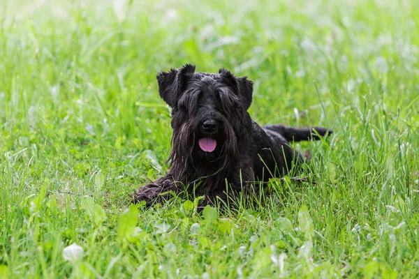 Чёрная миниатюрная шнауцеровая собака лежит на зелёной траве — стоковое фото
