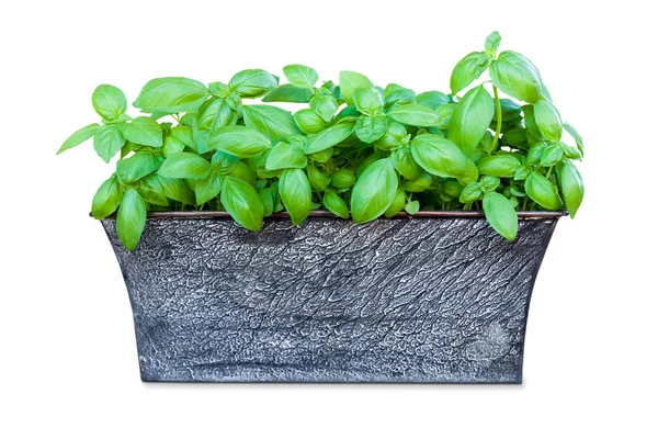 Potted basil isolated on white background — Stock Photo, Image