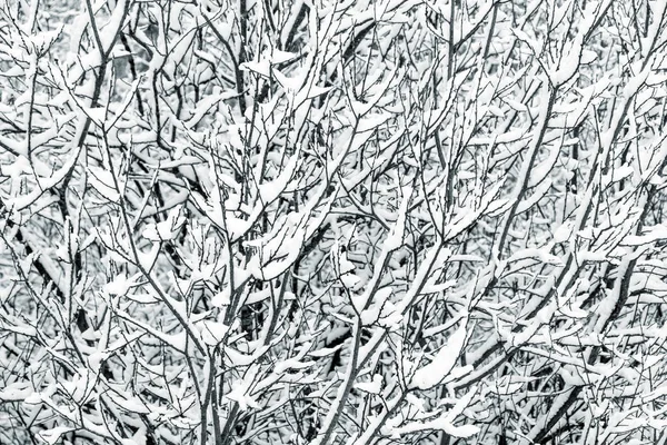 Branches d'arbres couvertes de neige — Photo