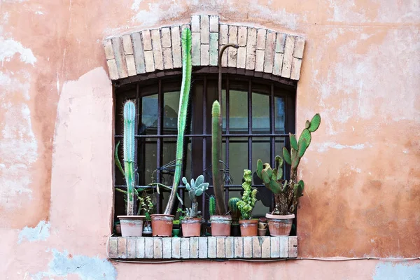 Vieille fenêtre avec groupe de pots de fleurs de cactus — Photo