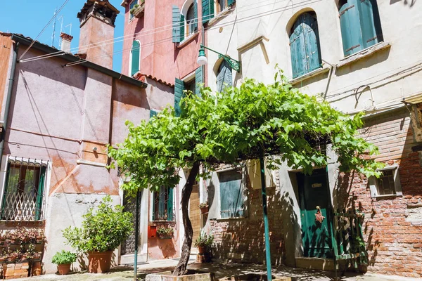 ヴェネツィアの古いブドウの木と居心地の良い中庭 — ストック写真