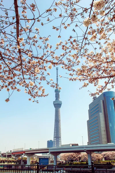 Tokyo Skytree torony Cseresznyevirágzás Japánban — Stock Fotó