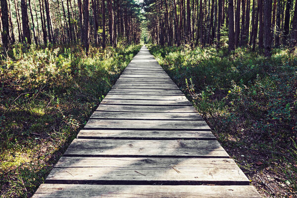 Empty wooden pathway in the woods 