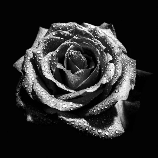 Бутон Троянди Краплями Води Ізольовані Чорному Тлі Чорно Білий Високий — стокове фото