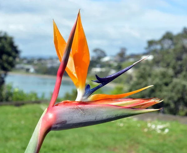 Ptak rajski kwiat na wiosnę w Oneroa, Waiheke Island — Zdjęcie stockowe