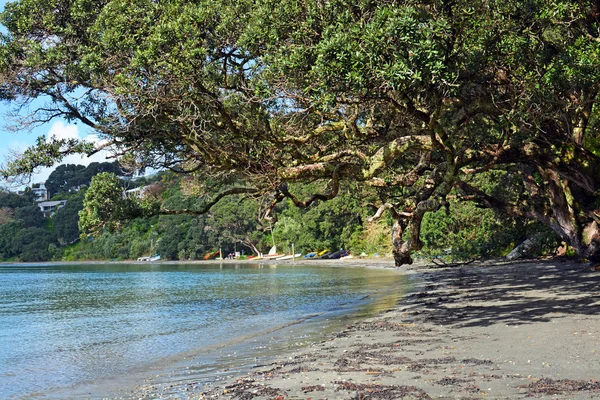 Wspaniałe drzewa Pohutukawa na plaży Oneroa Waiheke Island — Zdjęcie stockowe