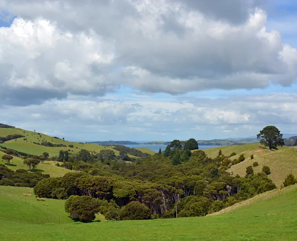 奥克兰，新西兰激流岛上的本机布什 — 图库照片