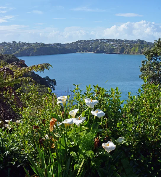 Wiosenne kwiaty w Oneroa, Wyspa Waiheke Auckland — Zdjęcie stockowe