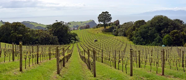 Vineyard Panorama di Pulau Waiheke, Auckland, Selandia Baru — Stok Foto