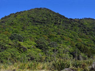 Kapiti adada muhteşem ve bozulmamış doğal Bush Panorama.