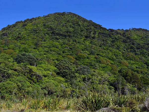 Panorama spettacolare e incontaminato dei nativi Bush sull'isola di Kapiti . — Foto Stock