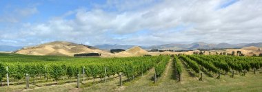 Sauvignon Blanc Grape Vines in Awatere Valley Marlborough New Ze clipart