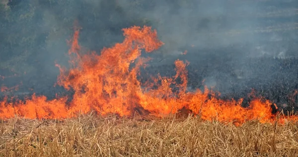 Danger - Rampant field fire threatens photographer