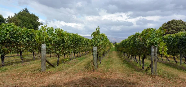 Syrah Wine Vineyard in Marlborough, New Zealand — ストック写真