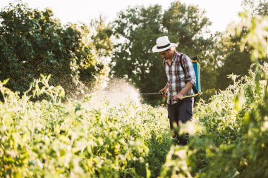 Genç çiftçi organik gübreyi manuel pompa tankıyla püskürtüyor.