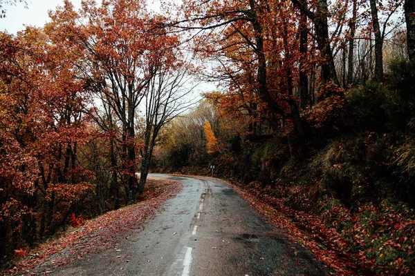 Dağ Yolu Sonbahar Renkleriyle Dolu Bir Ormanı Geçiyor — Stok fotoğraf