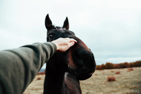 Primer Plano Mano Humana Tocando Caballo Pastizal — Foto de Stock