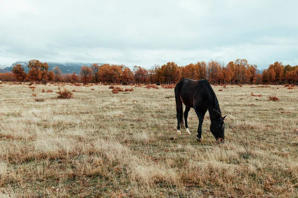 Dziki Koń Łące Pobliżu Lasu Góry — Zdjęcie stockowe