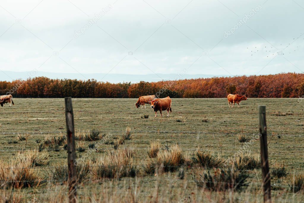 Brown cows eating in valley near in winter season