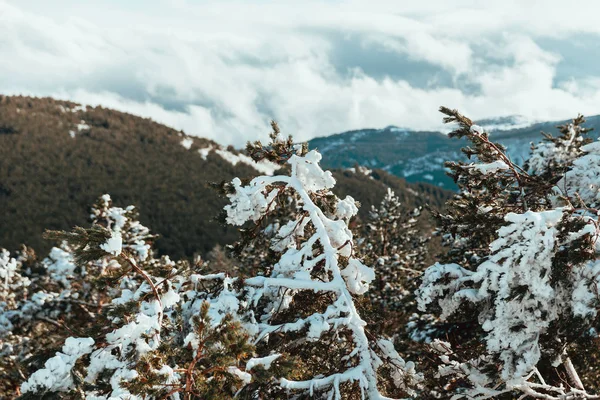 Pinos cubiertos de nieve en la montaña con cielo azul — Foto de Stock