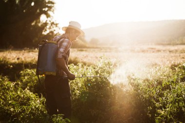 Genç çiftçi organik gübreyi manuel pompa tankıyla püskürtüyor. Eski bir şapka ve ekose gömlek giyiyor.