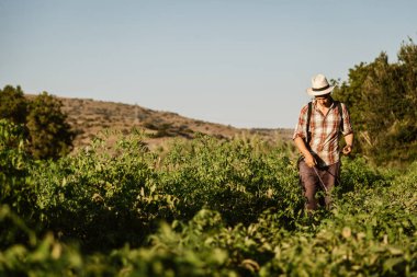Genç çiftçi organik gübreyi manuel pompa tankıyla püskürtüyor. Eski bir şapka ve ekose gömlek giyiyor.