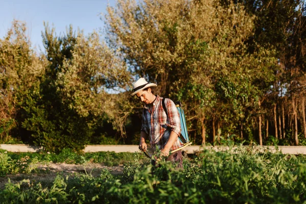 Νεαρός Αγρότης Ψεκάζει Οργανικό Λίπασμα Χειροκίνητη Αντλία Δεξαμενή Φορώντας Ένα — Φωτογραφία Αρχείου