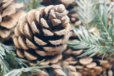 çam kozalağı arkaplanı.