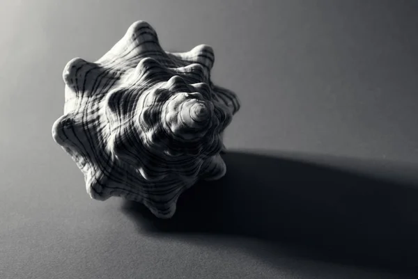 Big spiral seashell. — Stock Photo, Image