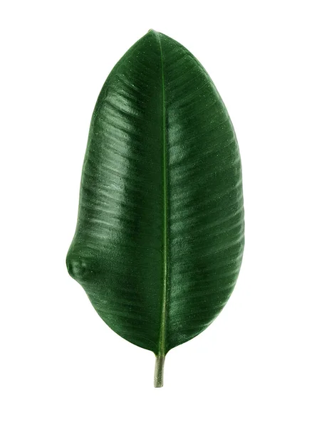 Ficus elastica-Blatt. Stockbild